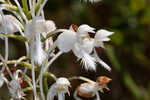 White fringed orchid